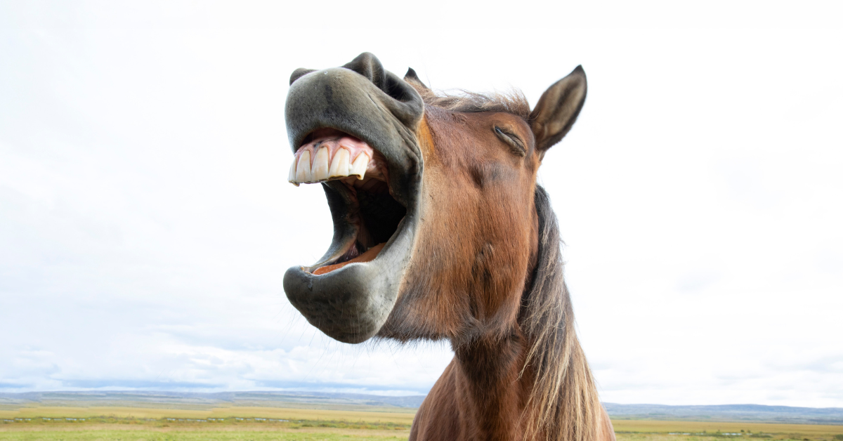 11 Most Loved Horse Memes by Double D Trailers